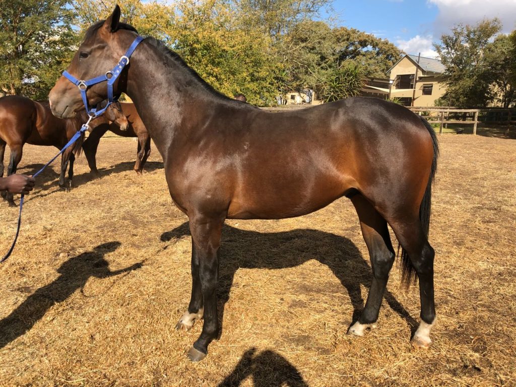 Lot 141 - KZN Yearling Sale - horse purchased by the Hollywood Syndicate