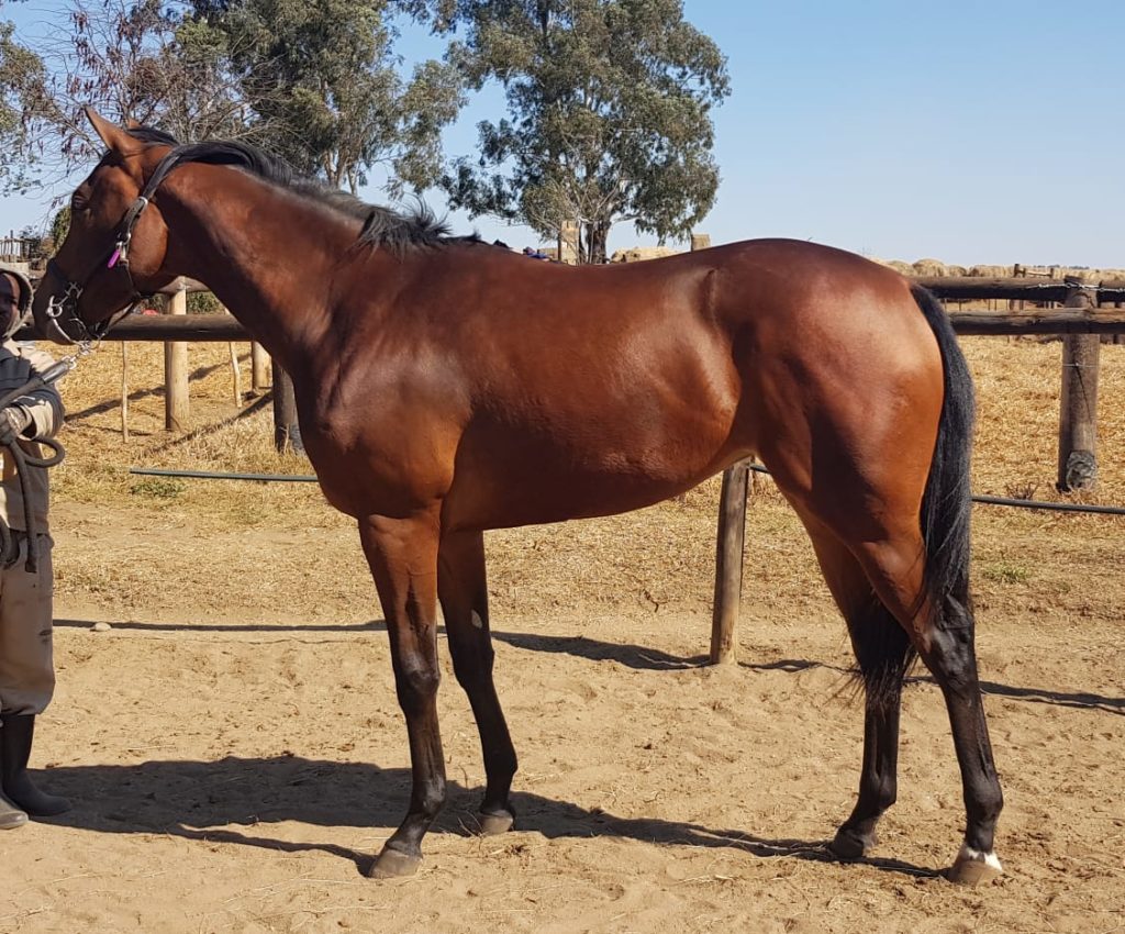 Horse - Lot 16 - KZN Yearling Sale - SIMPLY RUSSIAN - purchased by Hollywood Syndicate