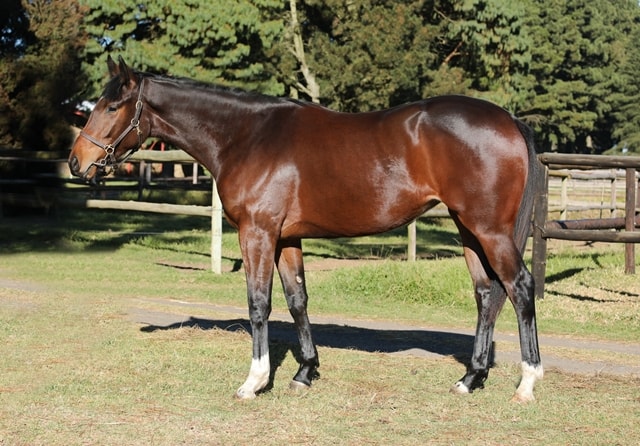 Lot 175 - KZN Yearling Sale - Flame Of Elegance - horse purchased by the Hollywood Syndicate