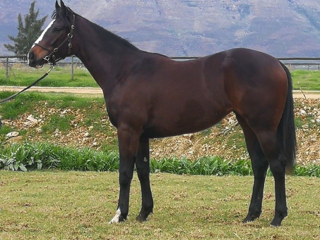 Lot 249 - KZN Yearling Sale - horse purchased by the Hollywood Syndicate