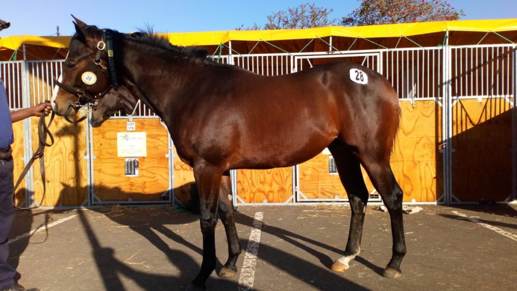 Lot 28 - KZN Yearling Sale - BLOW ME DOWN - horse purchased by Hollywood Syndicate