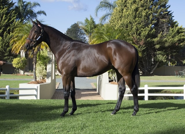 Lot 42 - KZN Yearling Sale - horse purchased by Hollywood-Syndicate