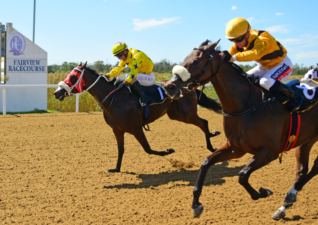 The horse "Hollywood Thunder" winning at Fairview Racecourse