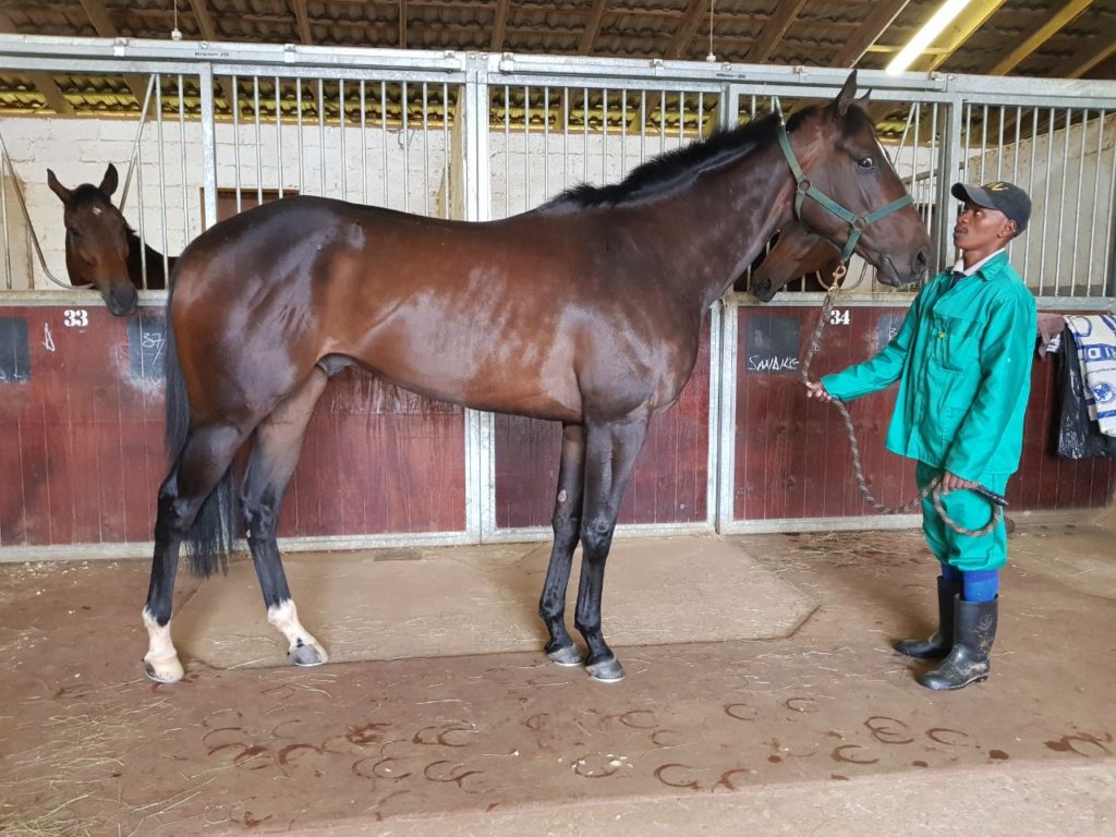 Honest Prince - Horse trained by Alyson Wright - Owned by Hollywood Syndicate - South Africa Horse Racing