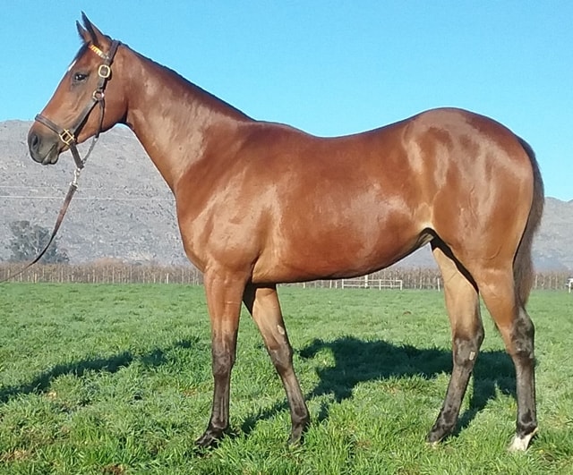 Lot 129 - KZN Yearling Sale - horse purchased by the Hollywood Syndicate