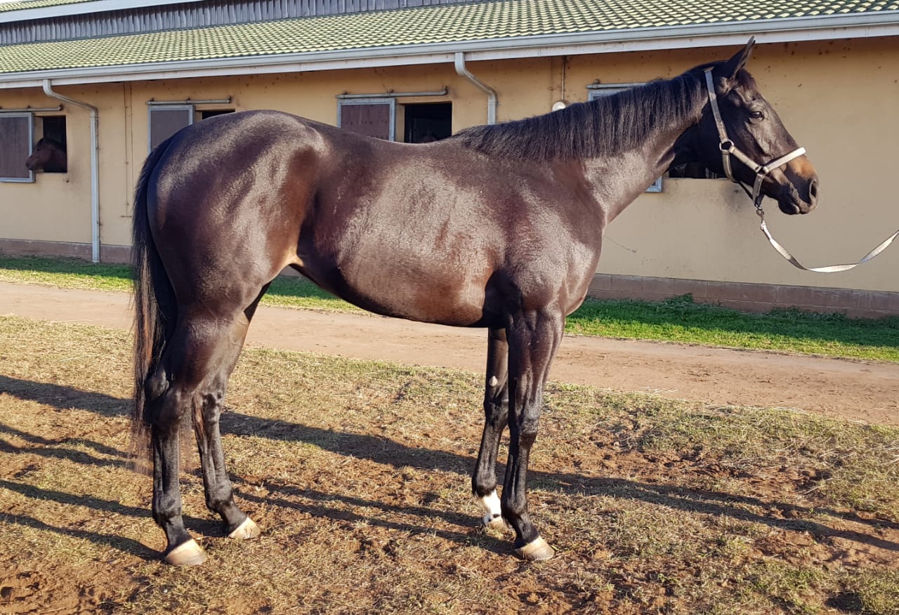 Lot 69 - KZN Yearling Sale - MINE ALL MINE - horse purchased by the Hollywood Syndicate