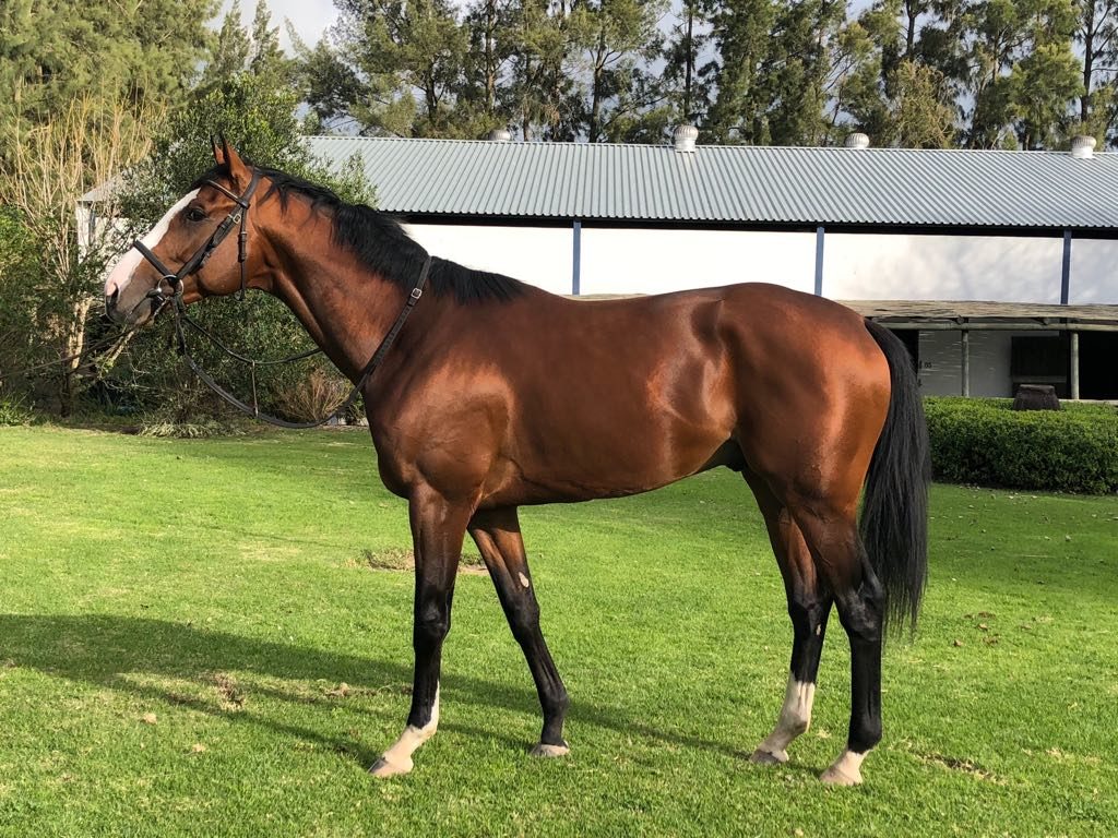 Seattle Force - horse - owned by the Hollywood Syndicate - bred by Varsfontein Stud