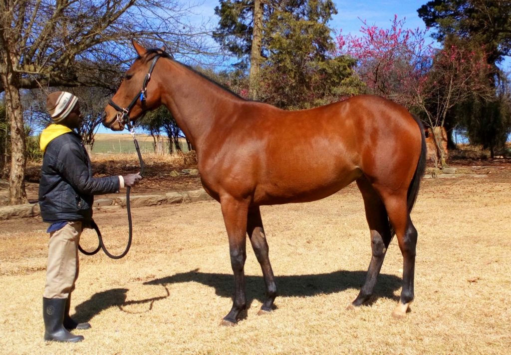 Bay filly sired by Wylie Hall, out of the mare Cochineal (Fort Wood). Bred by Boland Stud.