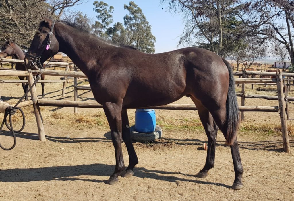 Binary Star - bay colt owned by the Hollywood Syndicate - Sired by Querari out of the dam Indy Dancer (Judpot)