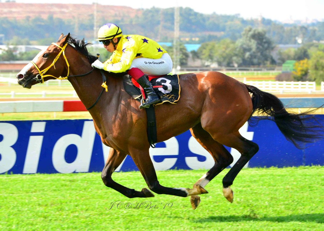 The horse Seattle Force winning at Turffontein