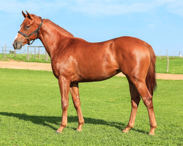PORTRAIT OF A LADY - filly - Hollywood Syndicate. Previously known as 18Natural Beauty - 306