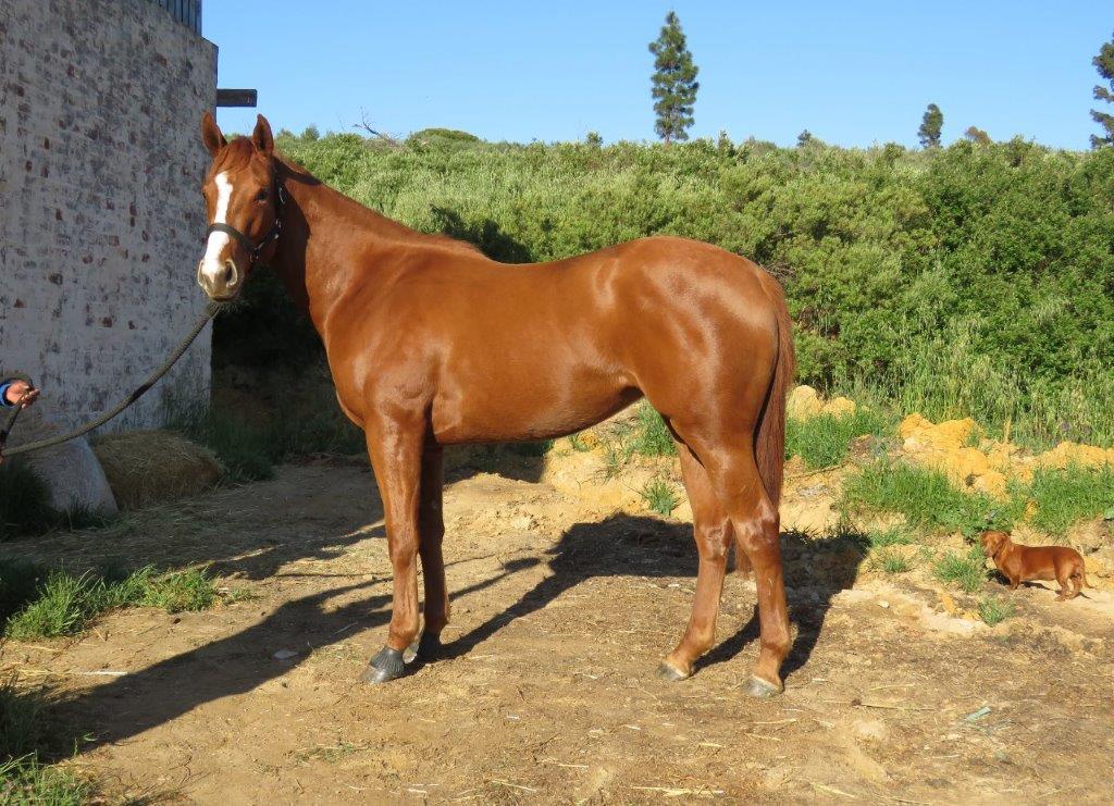 PORTAIT OF A LADY - filly - Hollywood Syndicate