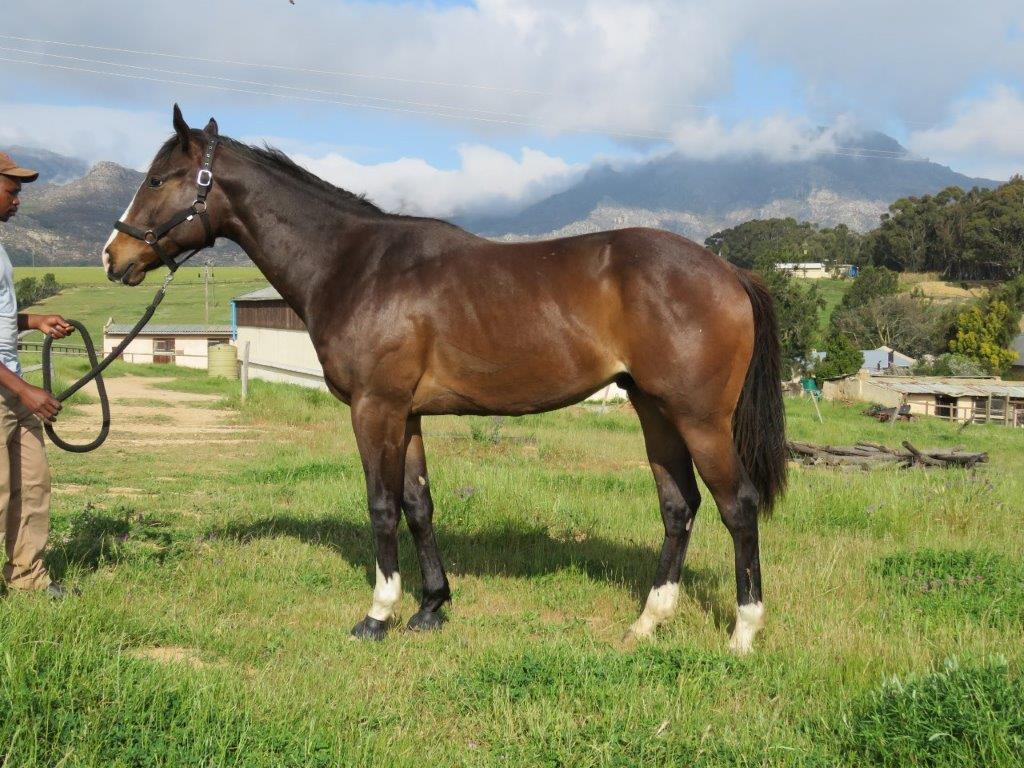 ISIVUNGUVUNGU. Previously known as SOME LIGHT. Hollywood Syndicate colt.