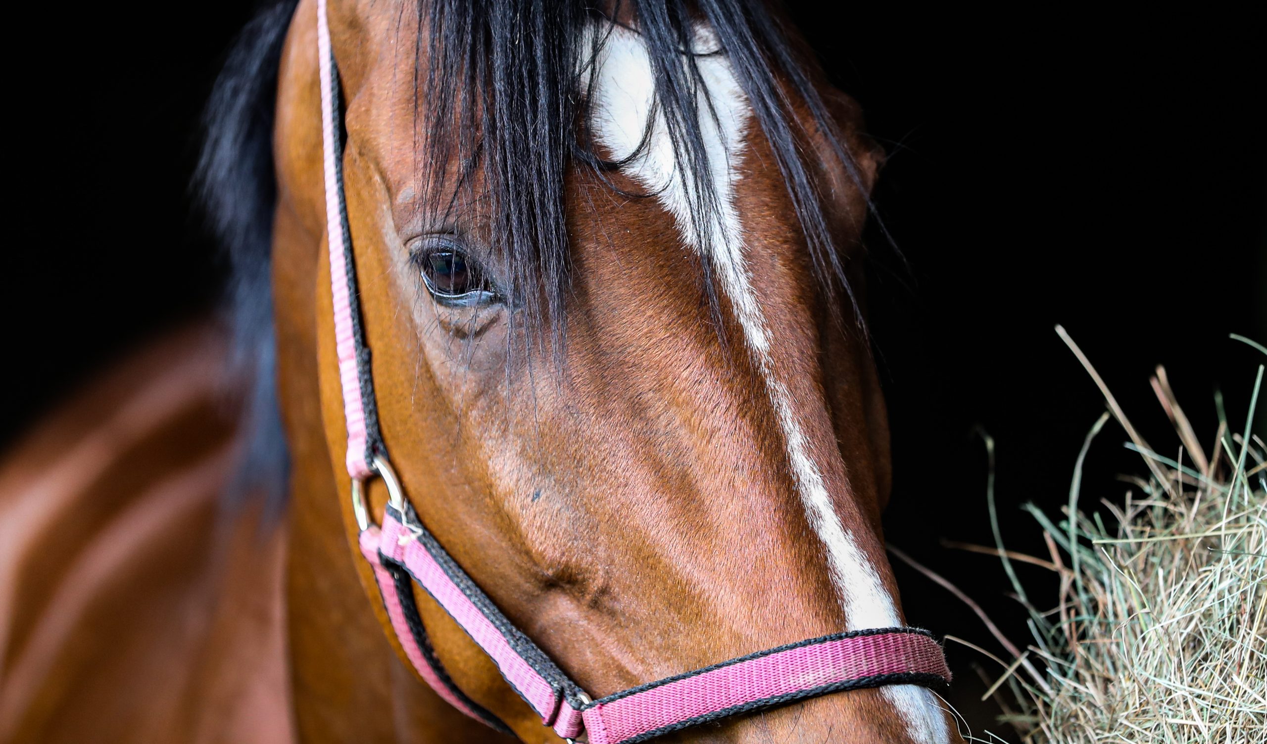 Upclose photo of horse face