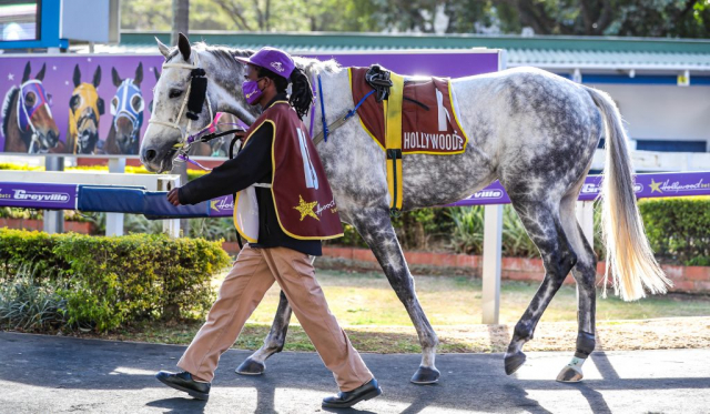 Grey horse at Hollywoodbets Greyville with groom