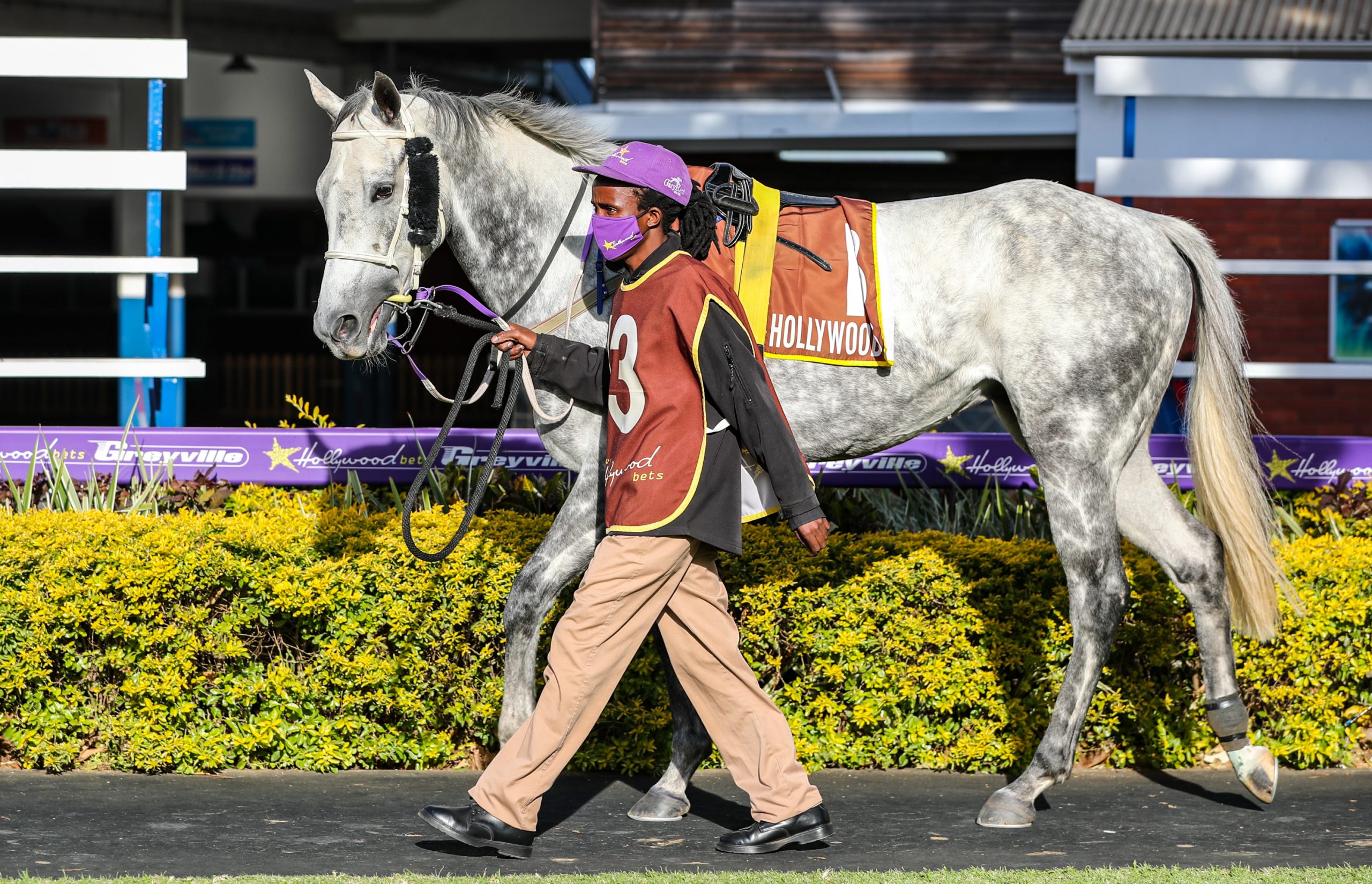 Grey horse at Hollywoodbets Greyville with groom in parade ring