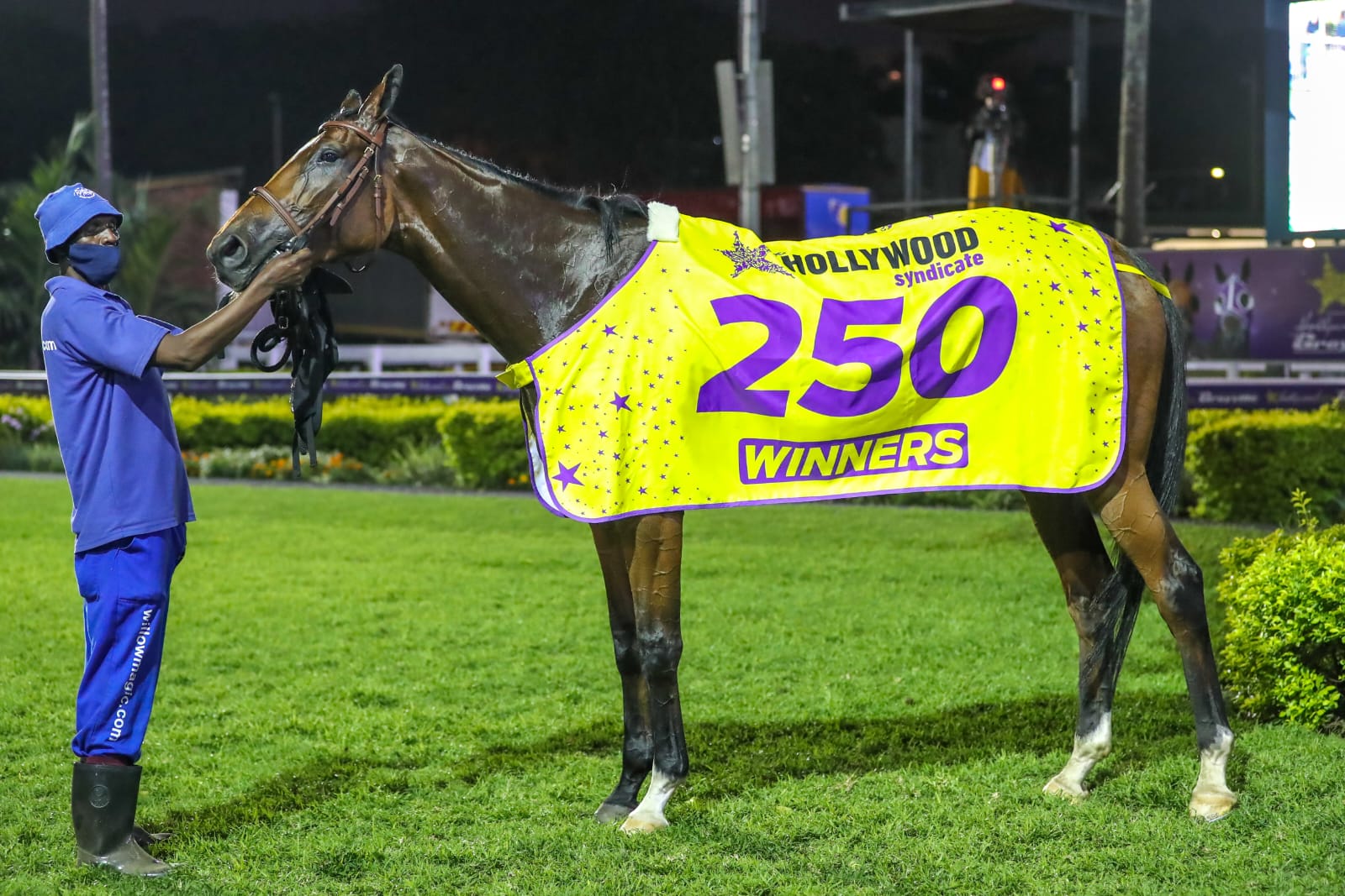 Horse with 250th winner blanket for the Hollywood Syndicate