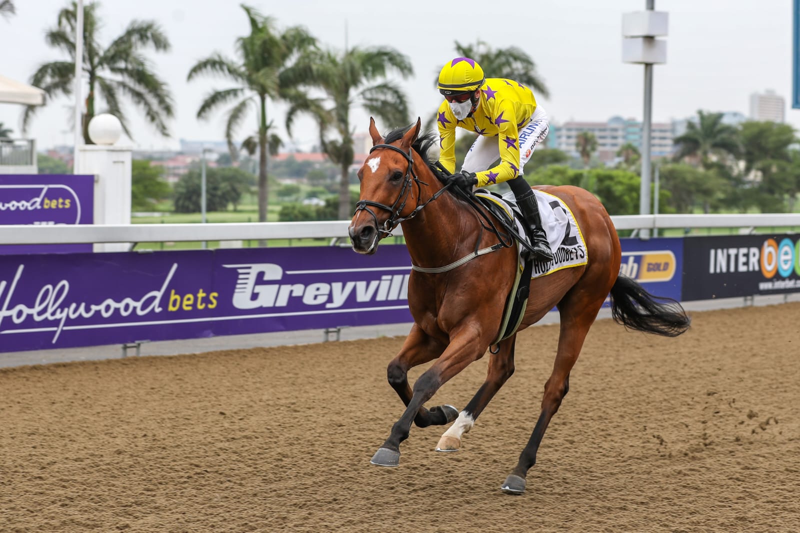Horse winning on the polytrack at Hollywoodbets Greyville Polytrack