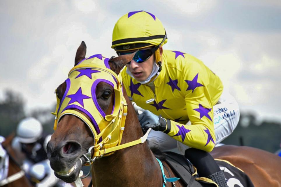 Image of jockey in yellow silks with purple stars on a horse with the same colour blinkers