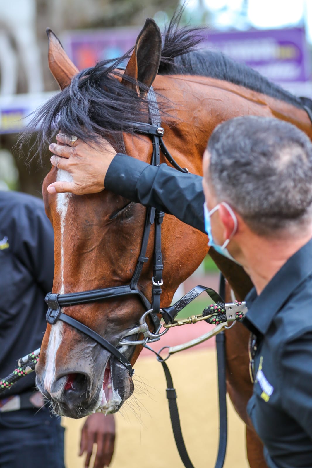 Horse being patted on the head