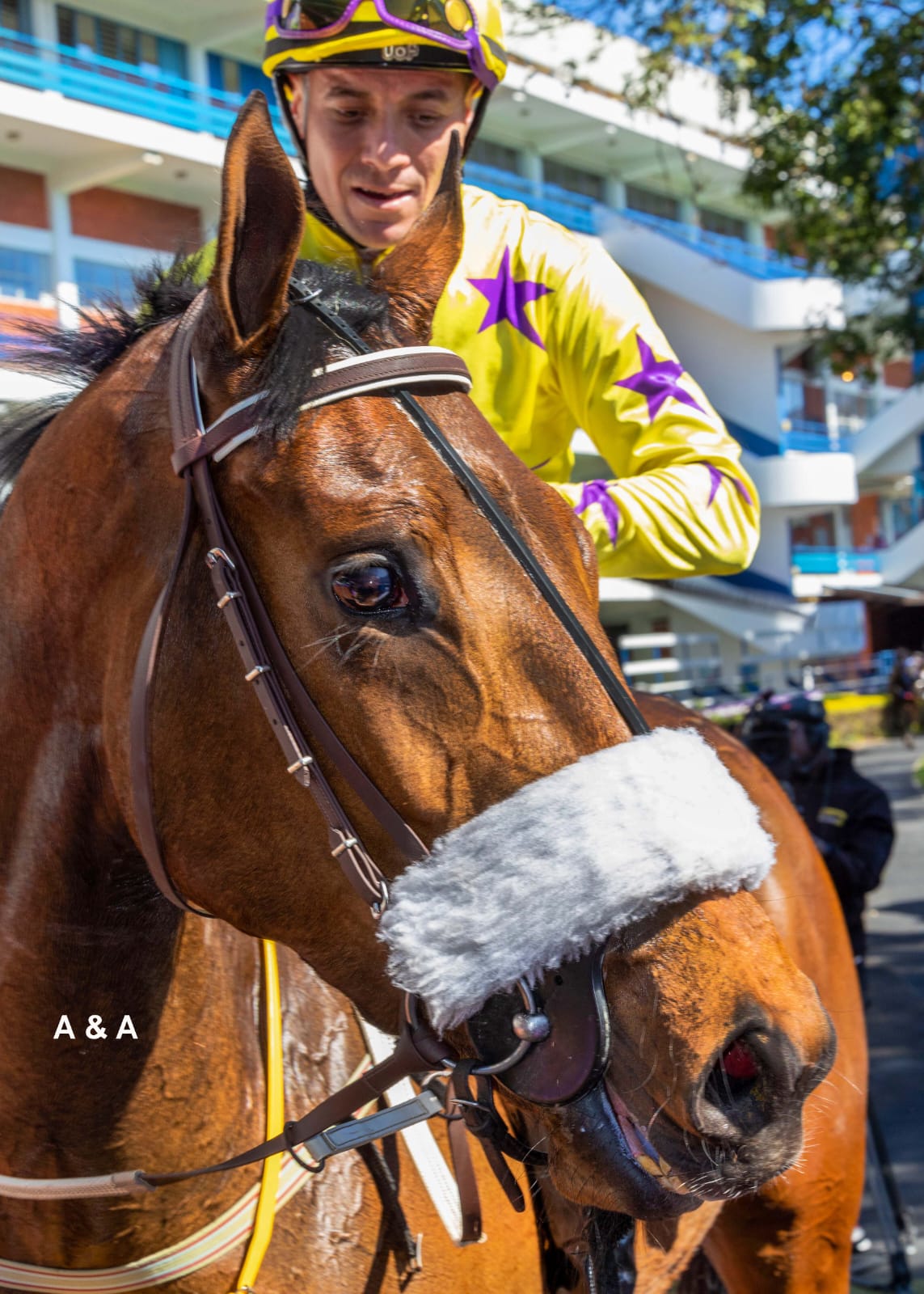 Mia's Athena - Winning at Hollywoodbets Greyville - Ridden by Sean Veale - Horse Racing