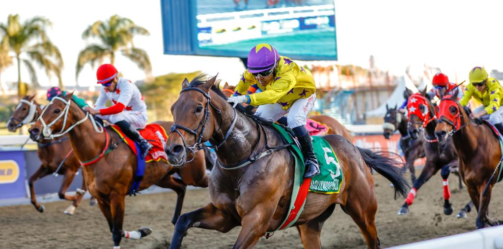 Syx Hotfix (horse) wins at Hollywoodbets Greyville. Ridden by Muzi Yeni for trainer Alyson Wright