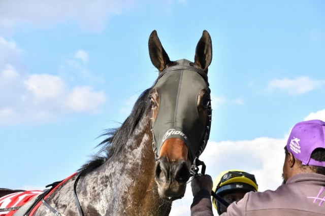 20240630 – REAL RELIEF wins Turffontein – 557 (16)