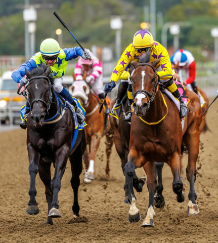 20251027 – LOU LOU THE LEGEND wins Greyville – 742 (15)
