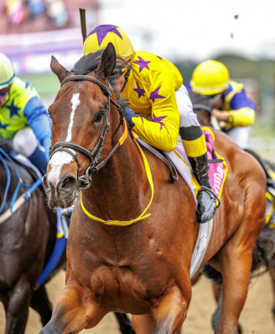 20251027 – LOU LOU THE LEGEND wins Greyville – 742 (25)