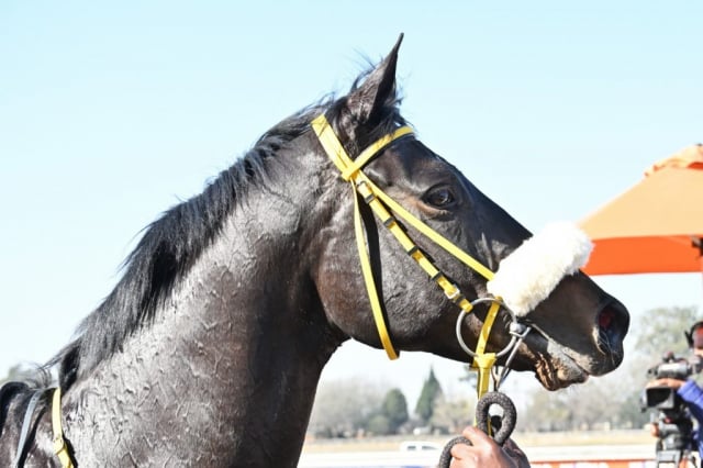 20260806 – COOL GAMBLER wins Vaal – 875 (16)