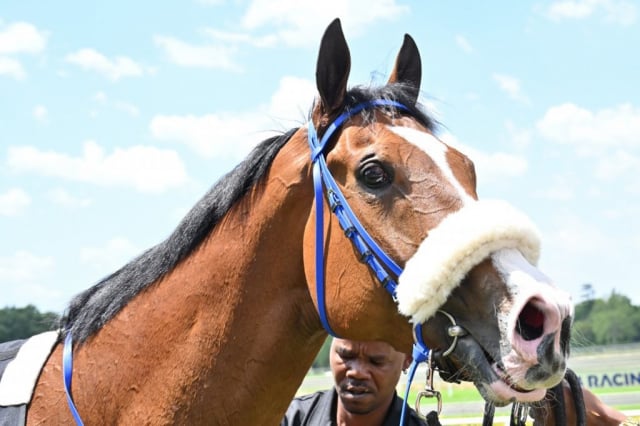20261008 – DOG IN THE FOG wins Vaal – 904 (15)